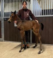 Mehmas filly x Spirit Of Bermuda 2026