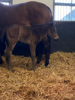 Queen of Bermuda with her Kingman filly '22