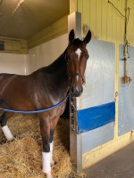 Spirit of Bemuda chillaxing after her US Pebbles debut 21.09.21