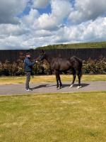 Spirit Of Bermuda's No Nay Never Yearling Colt